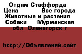 Отдам Стаффорда › Цена ­ 2 000 - Все города Животные и растения » Собаки   . Мурманская обл.,Оленегорск г.